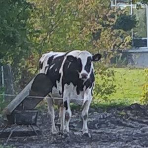 Meet your Posher, Robinson